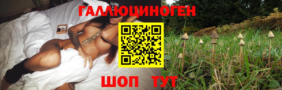 Богданович  Галлюциногенные грибы MAGIC MUSHROOMS  Вход с VPN  Псилоцибиновые грибы прущие грибы 